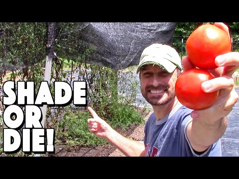 Shading Tomato Plants. WHY Would I Do That? Is It Worth It?