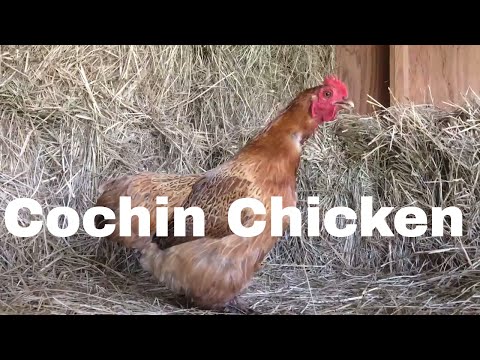 Chicken Breed Analysis: The Cochin