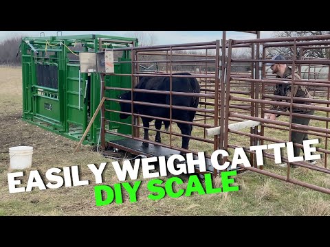 Using DIY Scale from Amazon to Easily Weigh Cattle