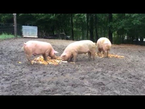 Yorkshire Pigs Eating Corn
