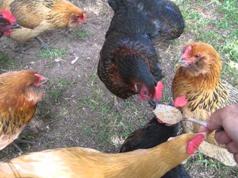 chickens love peanut butter