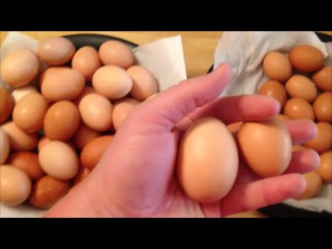 Chickens just started laying tiny eggs - but they&#039;ll get bigger!