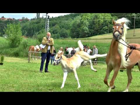 Austrian horses Haflinger