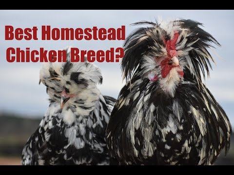 What is the Best Homestead Chicken Breed? One of our Favorites- The Mottled Houdan