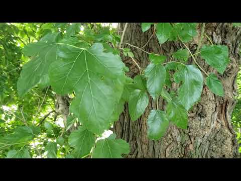 ID That Tree: Invasive White Mulberry