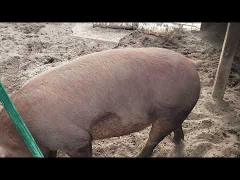 How to tell if your sow is pregnant
