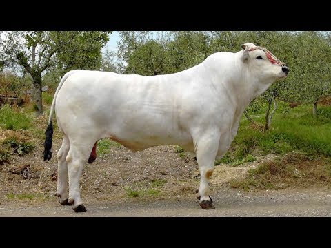 Chianina Beef Cattle | World’s Largest Domesticated Cattle Breed