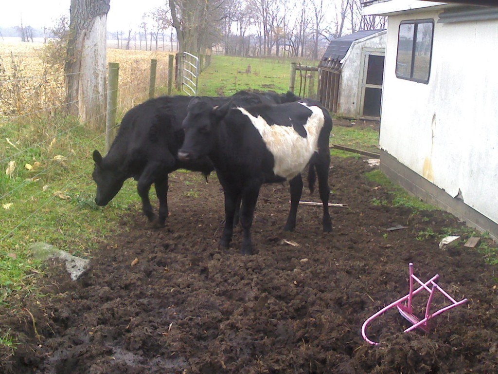 two black and white cow on the homestead