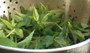 drying mint leaves in strainer