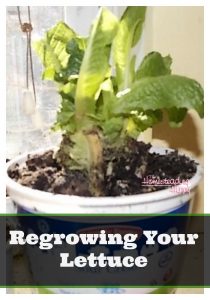 regrowing your lettuce