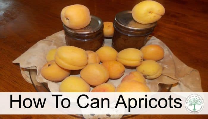 canning apricots post