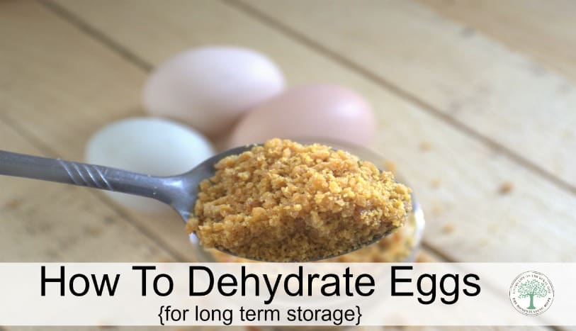 If you are swimming in eggs, try to dehydrate eggs into powdered eggs for long term storage. Great for camping or bug out bags, too! The Homesteading Hippy