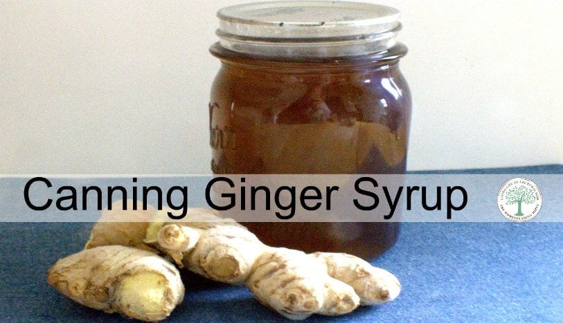 Make a batch of this ginger syrup and can it up for long term storage. Have it on hand for homemade ginger ale, upset tummies and more! The Homesteading Hippy