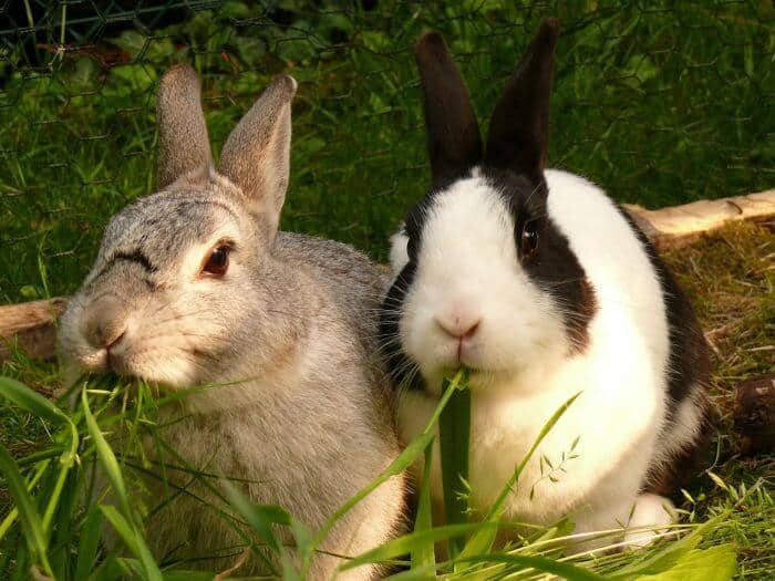 rabbits eating