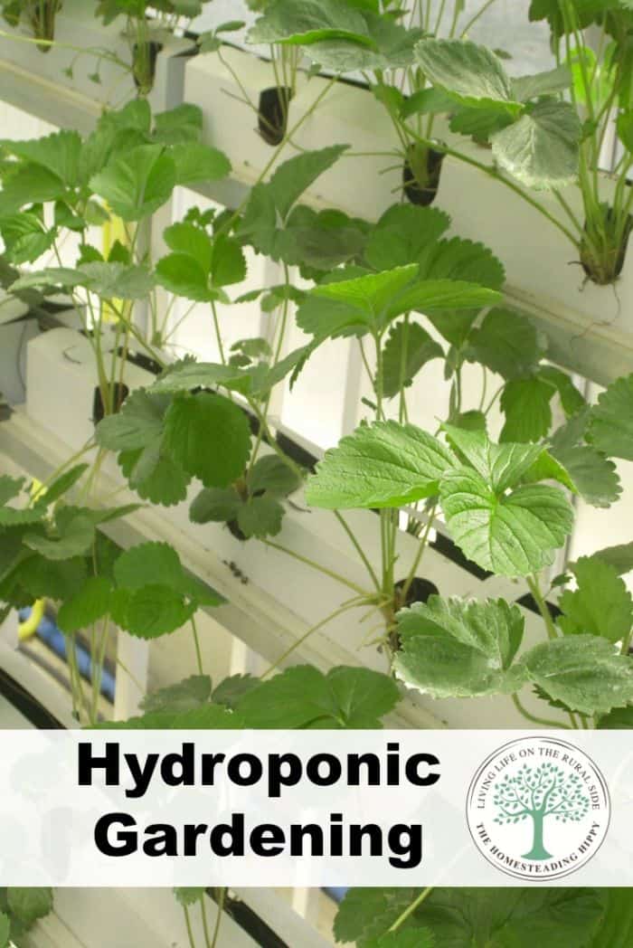 hydroponics pinterest