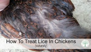 lice in chickens post