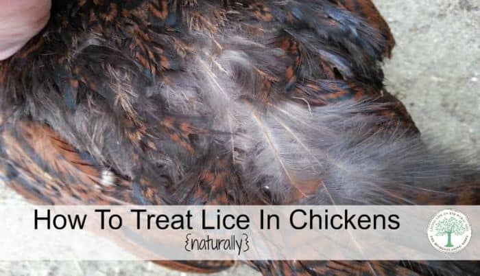 lice in chickens post