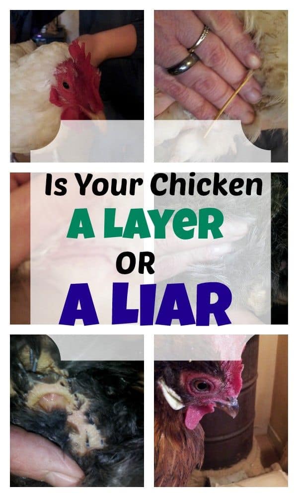how to tell if chickens are still laying