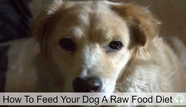 Raw Food Diet For Dogs The Homesteading Hippy