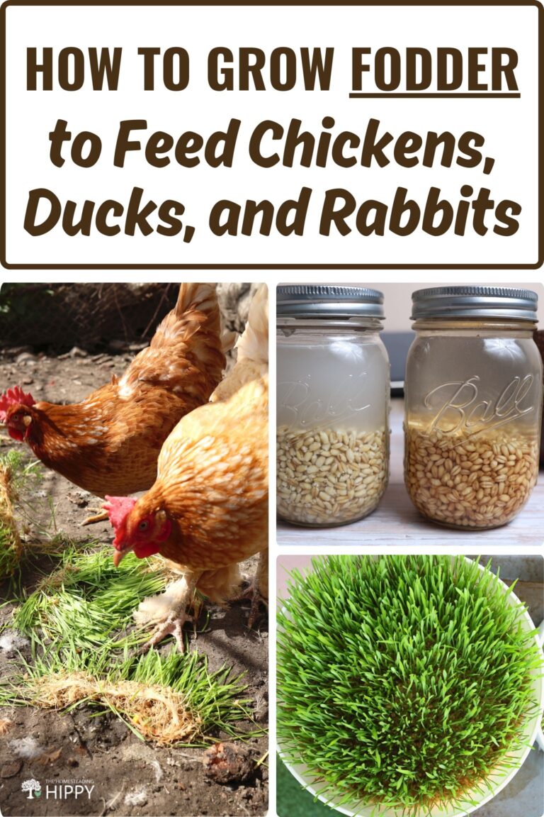 How to Grow Fodder to Feed Chickens, Ducks and Rabbits