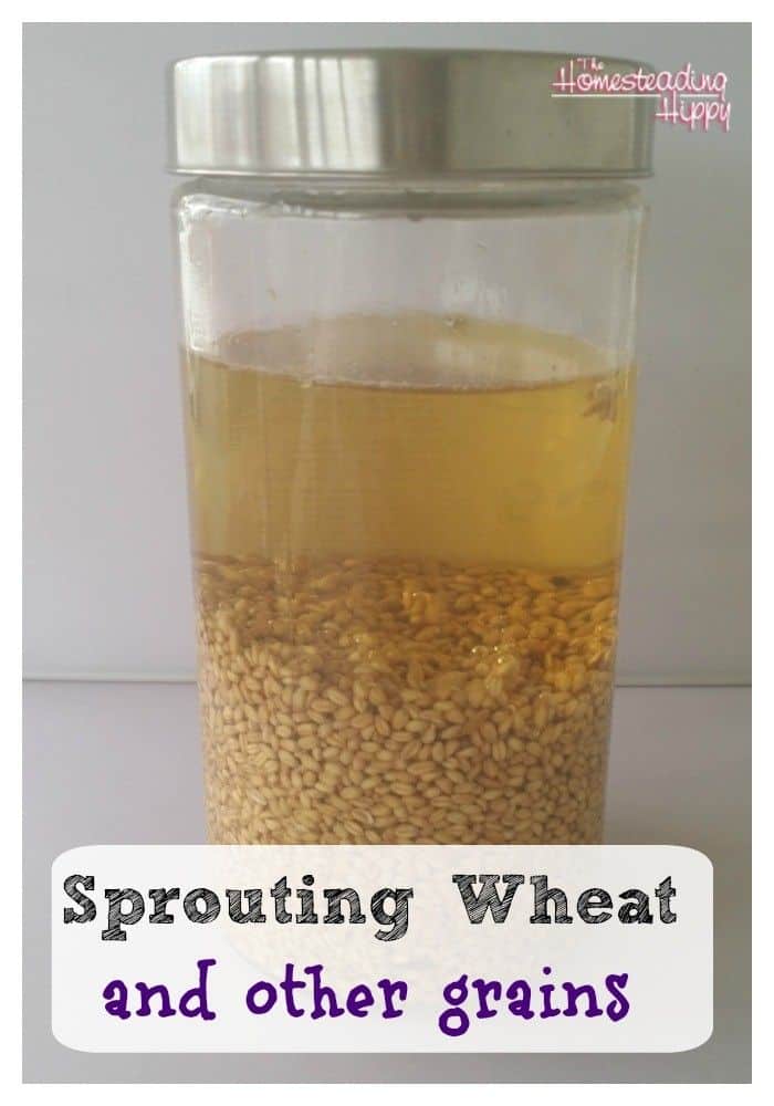 how to sprout wheat