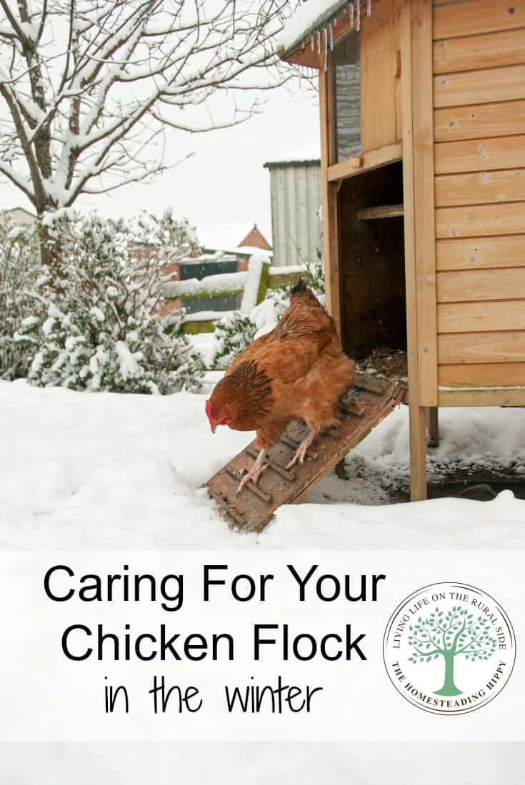 How to care for your flock in the winter~The HomesteadingHippy