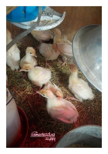 Either way you choose to add to your flock, there are a few things you need to do to get ready for chicks on your homestead. The Homesteading Hippy #homesteadhippy #fromthefarm #theurbanchicken