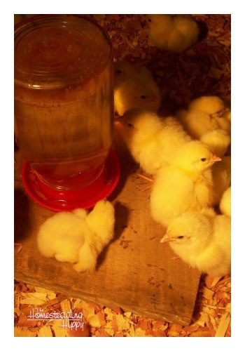 Either way you choose to add to your flock, there are a few things you need to do to get ready for chicks on your homestead. The Homesteading Hippy #homesteadhippy #fromthefarm #theurbanchicken