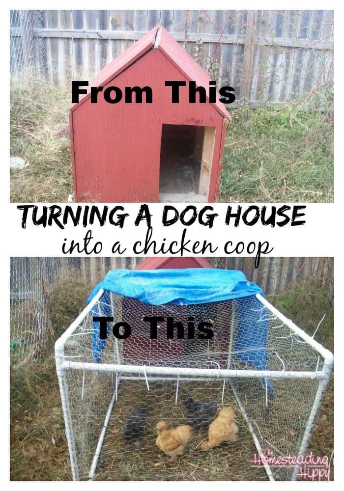 convert a dog house into a chicken coop