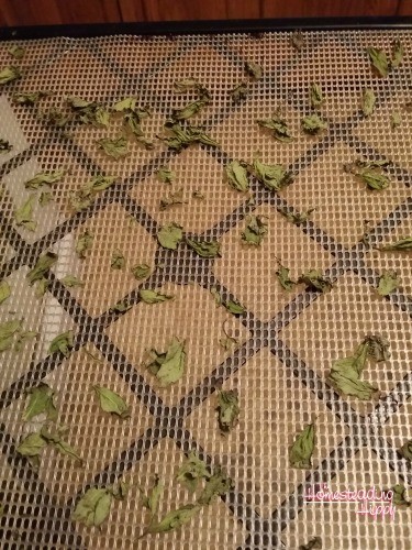 mint leaves on drying rack already dried