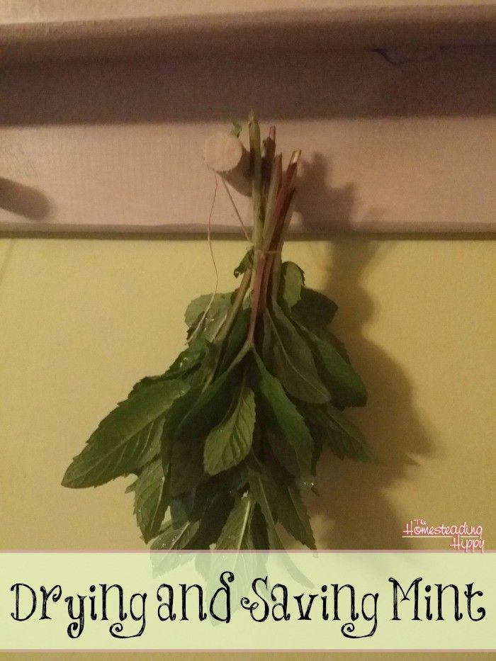 drying and saving mint