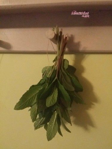 tied mint leaves