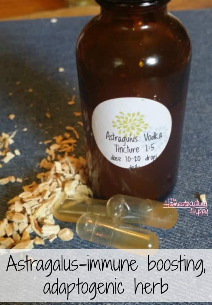Astragalus is an immune boosting, adaptogenic herb that can support your body during times of stress and help reduce the severity of infections. Learn more here and make a tincture for your own. The Homesteading Hippy #homesteadhippy #herbs #fromthefarm #tincture