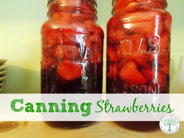 Canning Strawberries to store for winter without using freezer space. Learning how to can strawberries is a fun way to save them to use all year long!