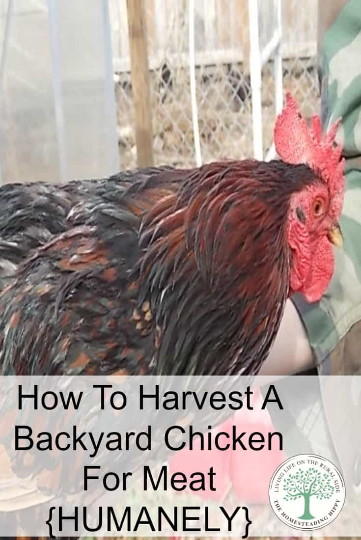 chicken butchering Pinterest image