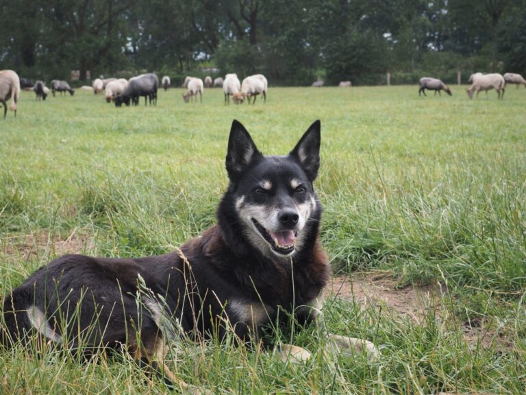 dog guarding sheep