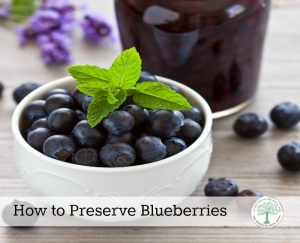 preserve blueberries horizontal