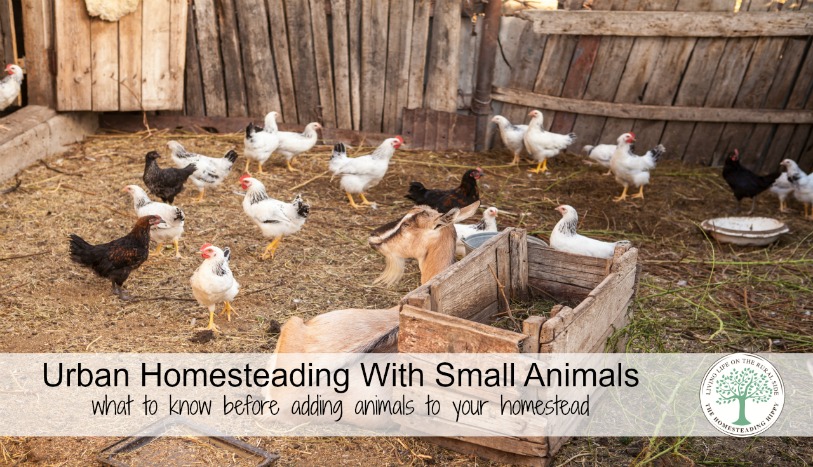 Can you add small farm animals to your urban homestead? You sure can! But, before you do, here are some things you really need to consider. The Homesteading Hippy 