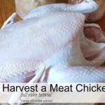 harvest a meat chicken post