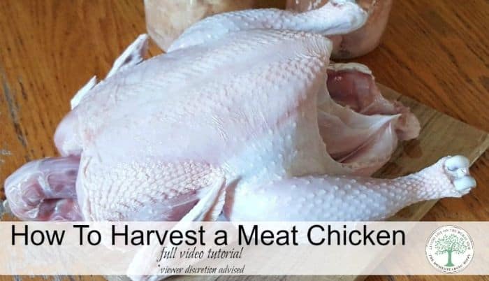 harvest a meat chicken post