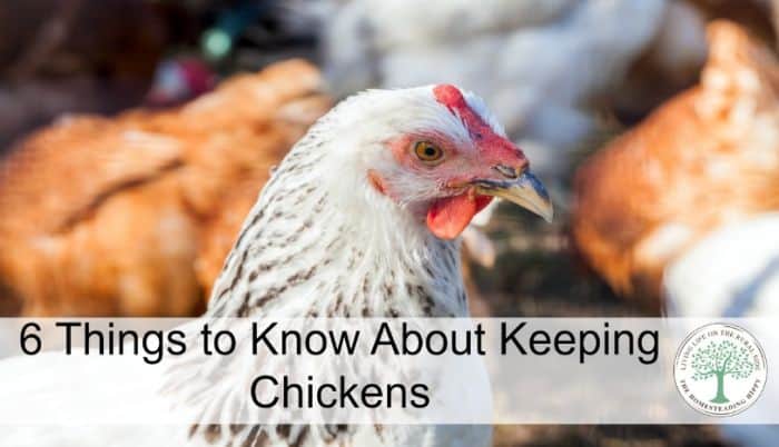 keeping chickens post