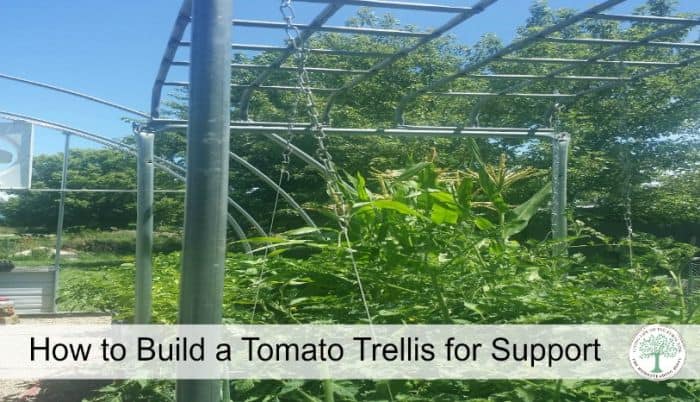 tomato trellis post
