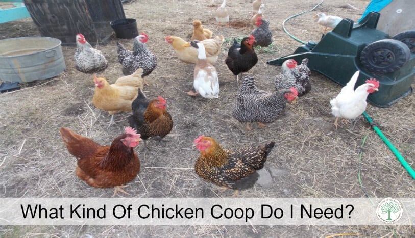 Now that you have decided on a backyard flock, a chicken coop plan is in order. Find out where to start here! The Homesteading Hippy