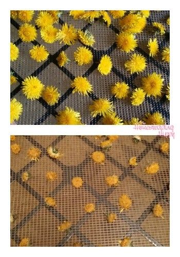 dried dandelion flowers