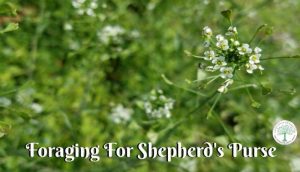 shepherds purse post