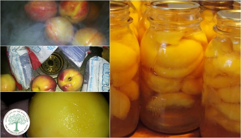 Learn how to can peaches at home for a tasty, nutritious treat all year long! The Homesteading Hippy