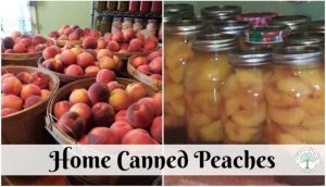 canned peaches post