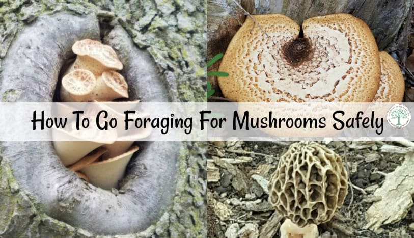 I love hunting for morels and pheasant back mushrooms especially. They are a family favorite with light flavor and great texture. So, how do you begin foraging for mushrooms? The Homesteading Hippy
