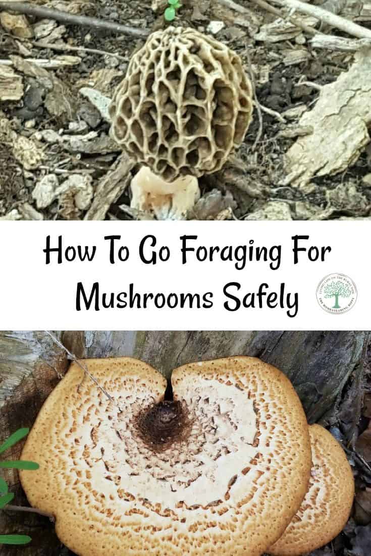 foraging mushrooms pin