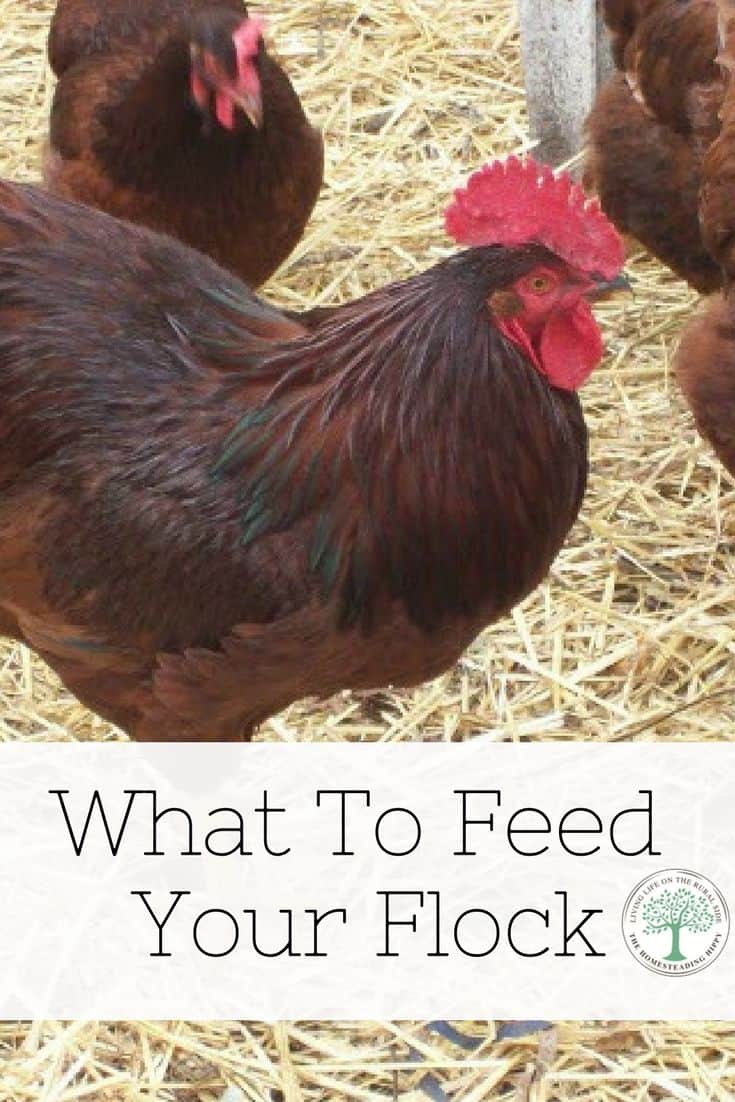 what to feed chickens pin